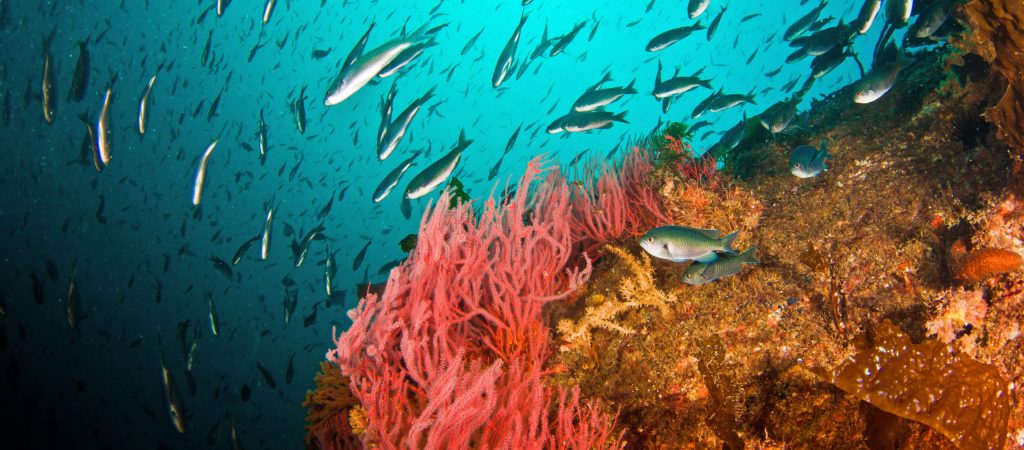 Photo: NOAA 图片:美国国家海洋和大气管理局