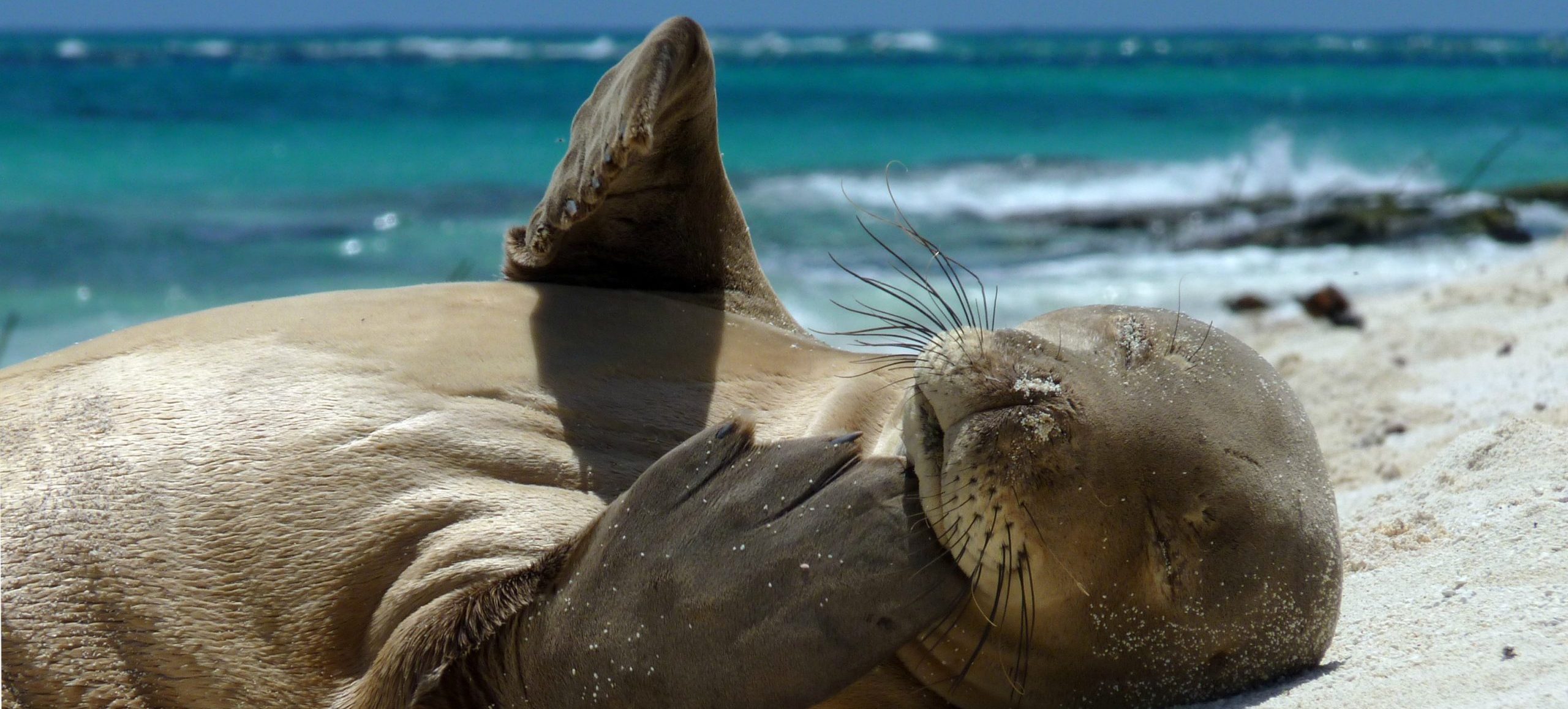 Photo: Mark Sullivan/NOAA 照片:马克·沙利文/美国国家海洋和大气管理局