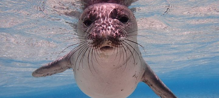 Photo: NOAA 夏威夷僧海豹