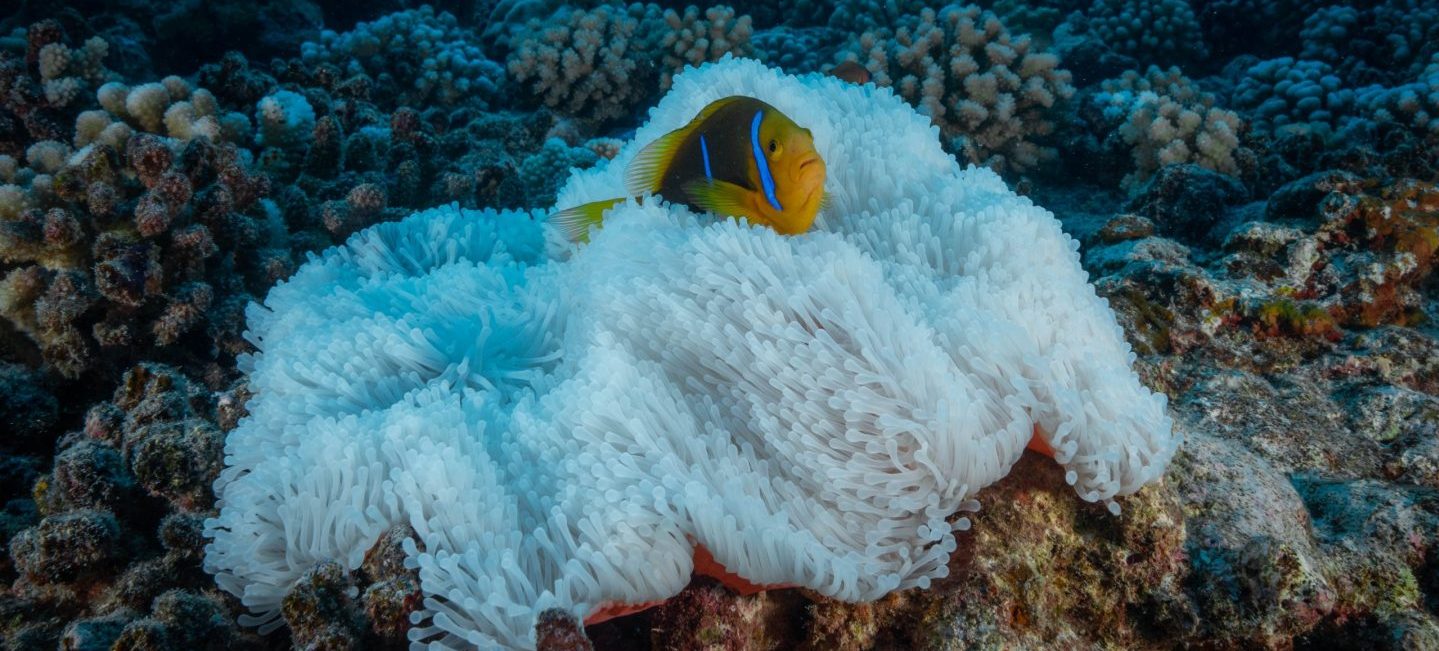 Photo: Cristina Mittermeier/SeaLegacy < a href =