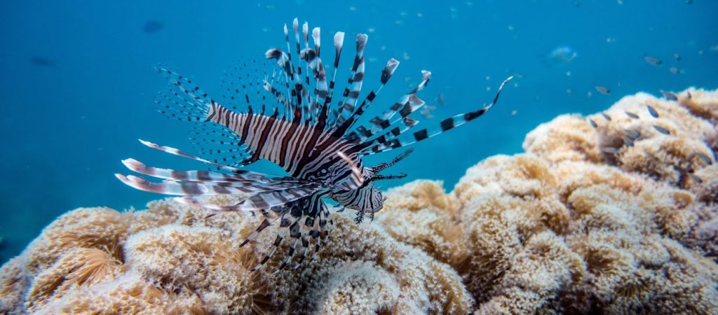 Jan_Bastida_lion-fish Jan_Bastida_lion-fish