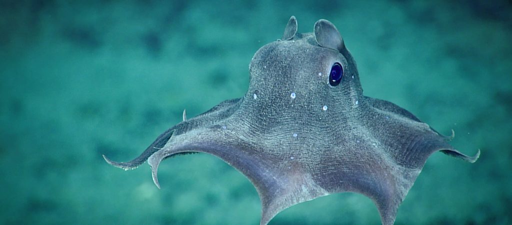 2019 Southeastern U.S. Deep-sea Exploration - Remotely Operated 每个人都喜欢小飞象章鱼。我们观察到,一个Opisthoteuthis agassizii,在潜水12 2019年美国东南部的深海勘探。点是明确windows在皮肤上。我们不确定他们的目的,但是怀疑他们可能会收集更多的光。