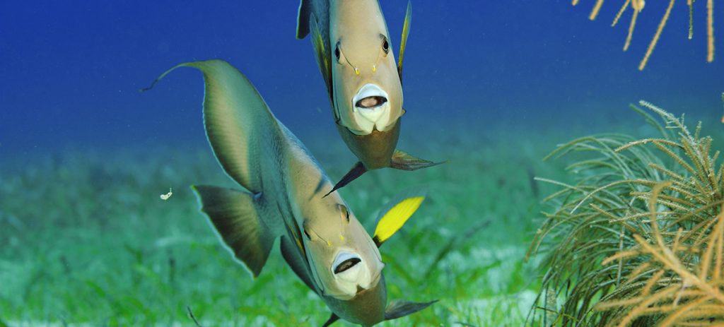 Photo: Brian Skerry 照片:布莱恩礁
