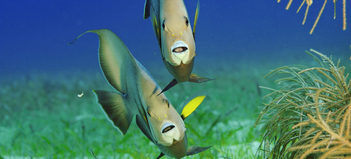 Photo: Brian Skerry 图片:Brian Skerry