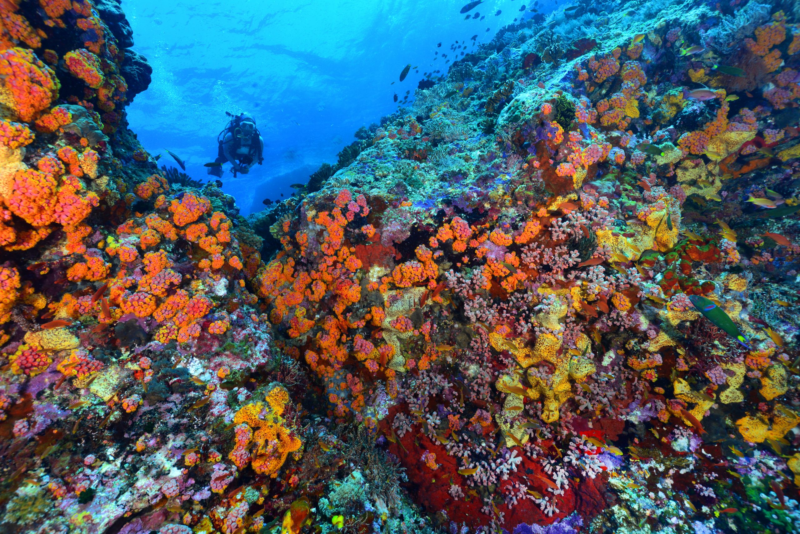 雷竞技官网dota2中国有限公司蓝色公园——图巴塔哈珊瑚礁自然公园，菲律宾