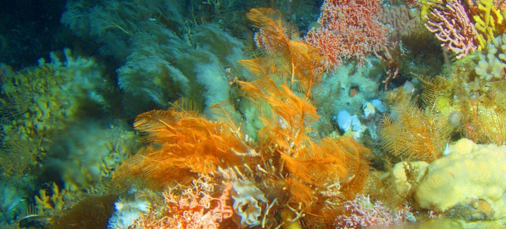 Photo: Alberto Lindner/NOAA 图片来源:Alberto Lindner/NOAA