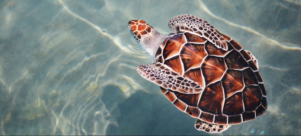 Photo: Adolfo Felix Unsplash