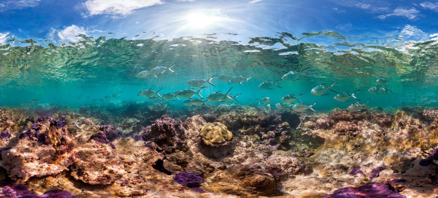 CoralReefImageBank_Palmyra_TheOceanAgency_17 照片:海洋机构| NOAA渔业