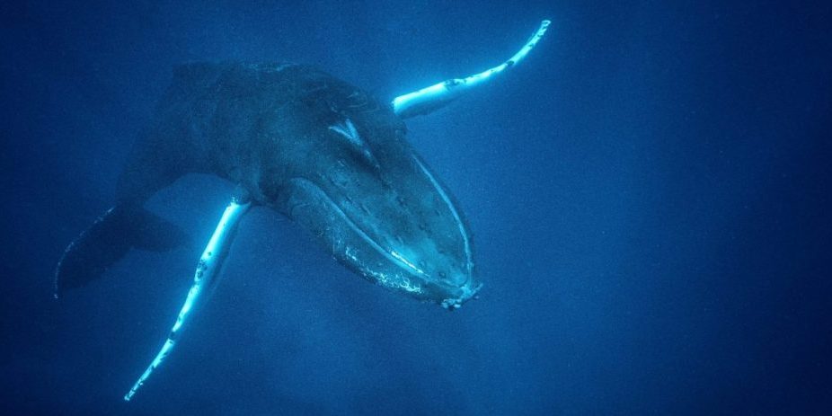 一只年轻的雄性座头鲸在银岸唱着情歌，多米尼加共和国蓝色公园封面照片雷竞技官网dota2中国有限公司