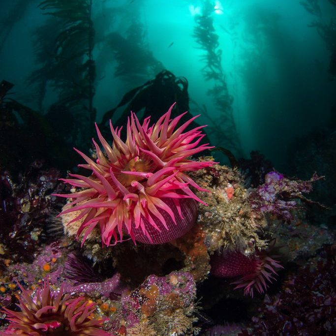 玫瑰海葵点缀在加州圣米格尔岛周围的暗礁上