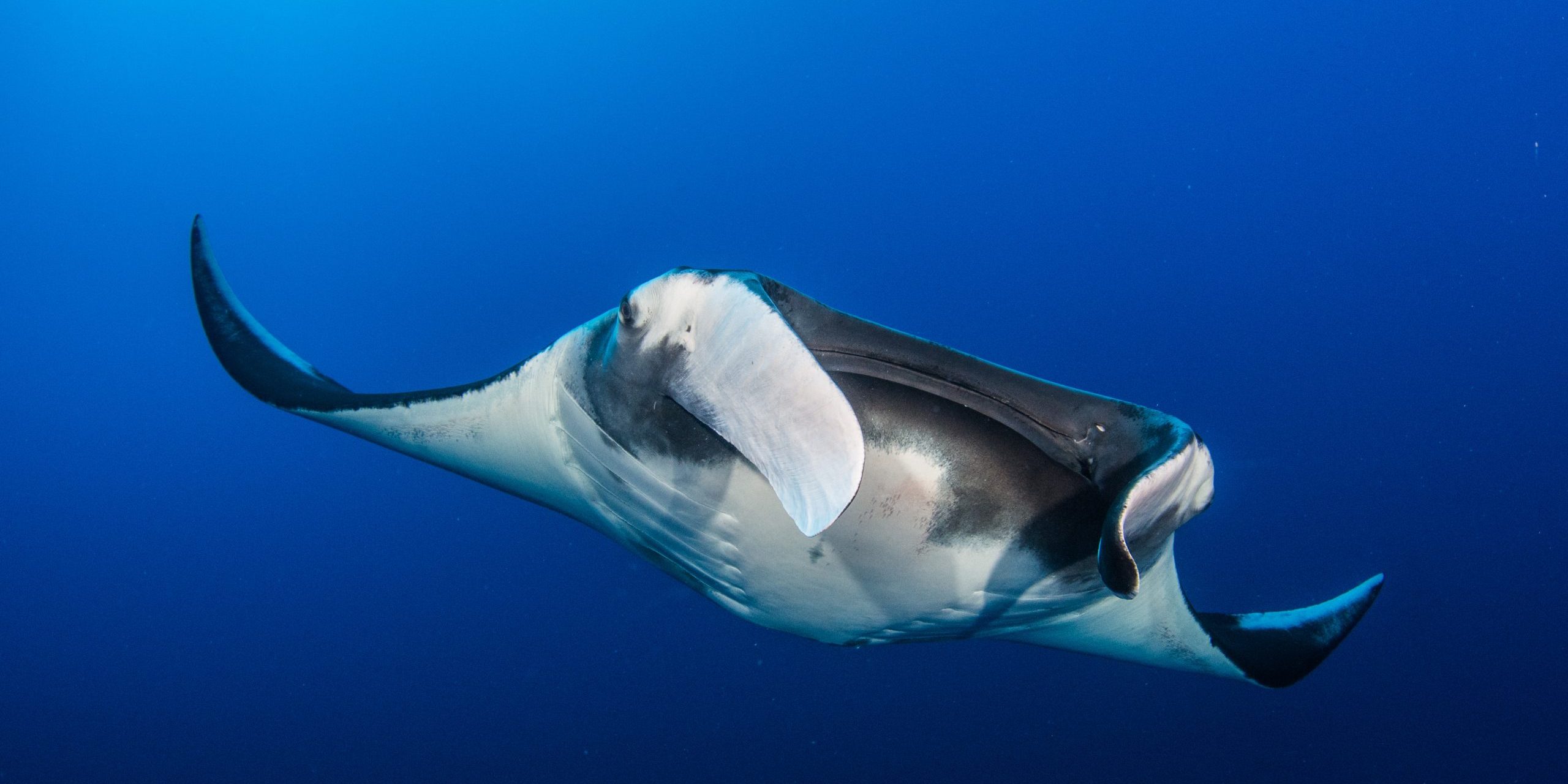 OceanImageBank_SimonHilbourne_08 西蒙Hilbourne /海洋银行形象