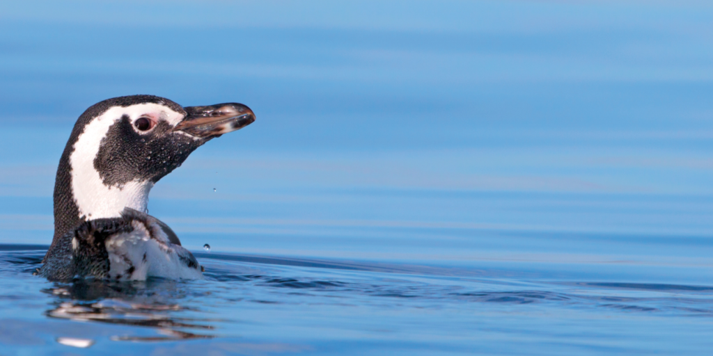 雷竞技官网dota2中国有限公司蓝色的公园——蓝色的火花——阿根廷Namancura-Burdwood银行二世和亚甘