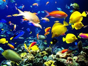 Coral_reef_life_Fish_wallpapers [1]