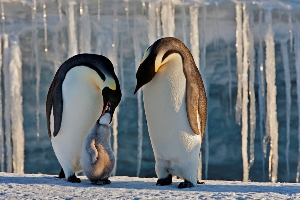 来自保罗·尼克伦:帝企鹅父母照顾他们的新生儿。