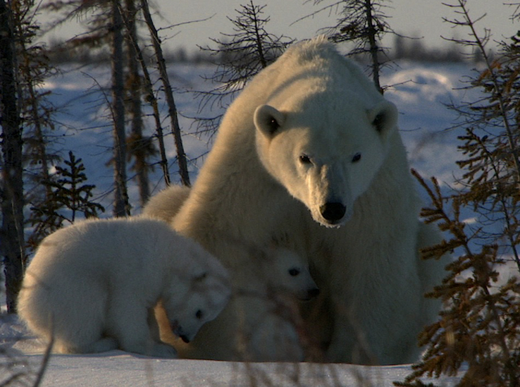 来自安迪·布兰迪·卡萨格兰德四世:一只北极熊妈妈正在安慰她的两只幼崽。