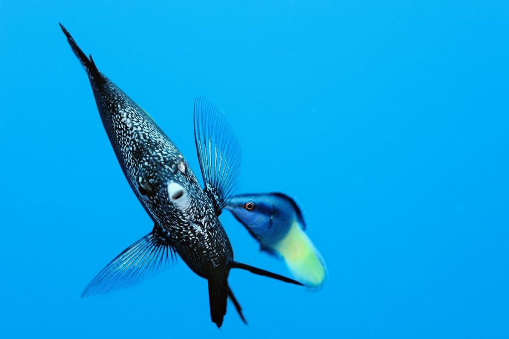 来自布莱恩·斯科利:一条锻铁蝴蝶鱼得到了一些爱心的帮助，从一条清洁濑鱼身上清除寄生虫。