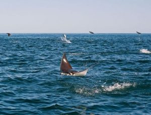 研究人员称卡波普尔莫是“世界上最成功的海洋保护区”。图片:Octavio Aburto。