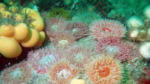 阿兰岛的海葵;图片来源:COAST(阿伦海底信托共同体)