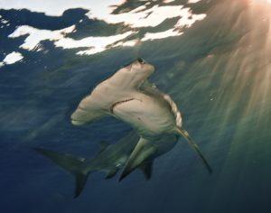 一只大锤头鲨(Sphyrna mokarran)，在日落时分游近巴哈马群岛的水面。