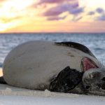 照片:马克·沙利文