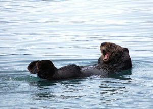 图片:NOAA图片库