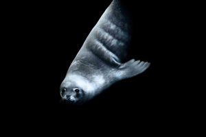 05年_johnweller003-seal-face-swimming-lo