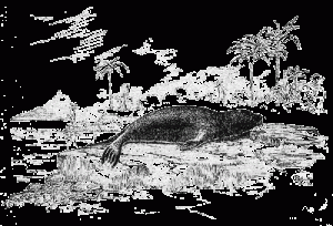 亨利·w·艾略特(公共领域),通过维基Commons.https: / /commons.wikimedia.org/wiki/File%3AMonachus_tropicalis.gif。