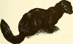 通过互联网档案馆书图片(没有限制),通过维基Commons.https: / /commons.wikimedia.org/wiki/File%3AThe_Canadian_field-naturalist_ (1988) _ (20332897078) . jpg