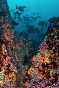 Mono Lobo Wall off Monterey, California。图片来源:Clinton Bauder