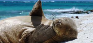 A juvenile Hawaiian monk seal rests on a beach, photo credits: Mark Sullivan/NOAA Fisheries