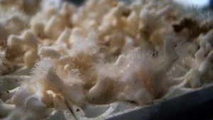 实验水族馆中冷水珊瑚Lophelia pertusa的特写照片，用于测试其对海洋酸化的反应。图片:Samuel Georgian博士