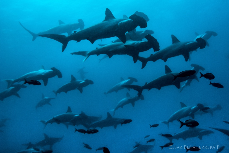 图片:Cesar Penaherrera