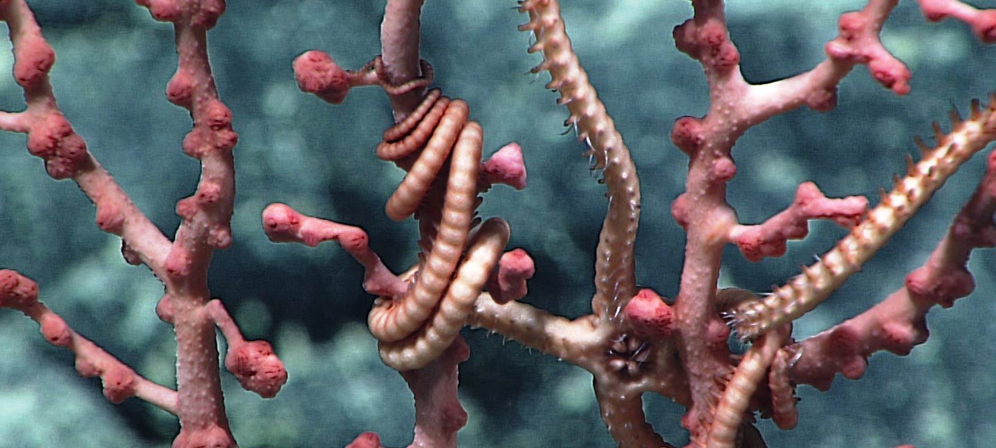 一个泡泡糖珊瑚海蛇尾挂了。来源:美国国家海洋和大气管理局办公室海洋勘探和研究