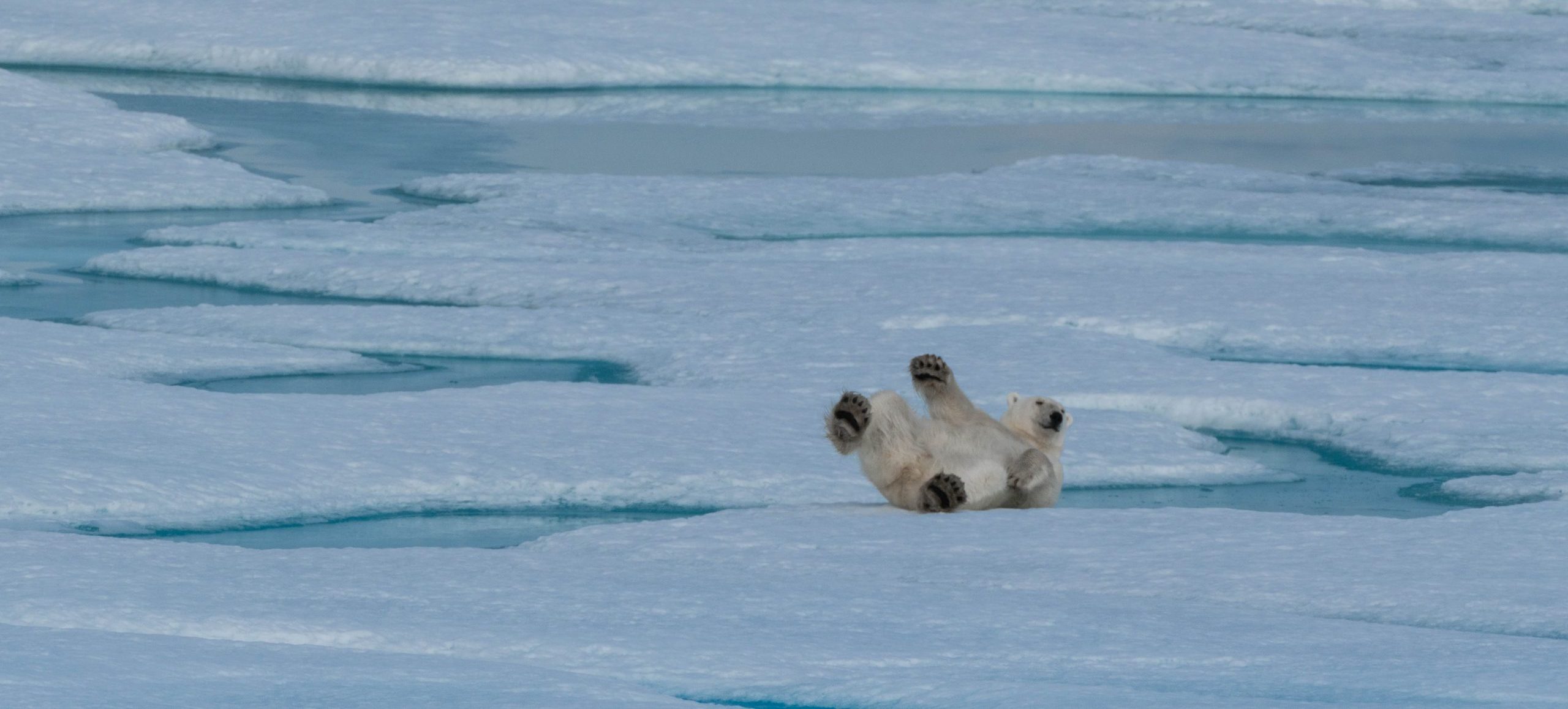 北极熊、白鲸。2017年西北航道