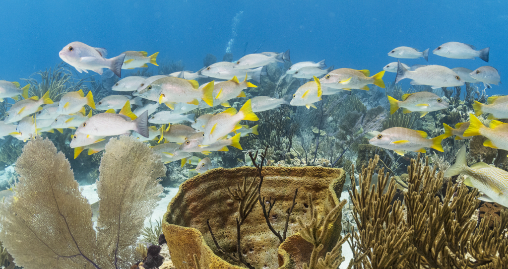 雷竞技官网dota2中国有限公司蓝色公园-埃克苏马礁陆地和海洋公园