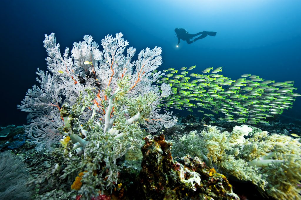 雷竞技官网dota2中国有限公司蓝色公园- Misool Tobias Zimmer广角