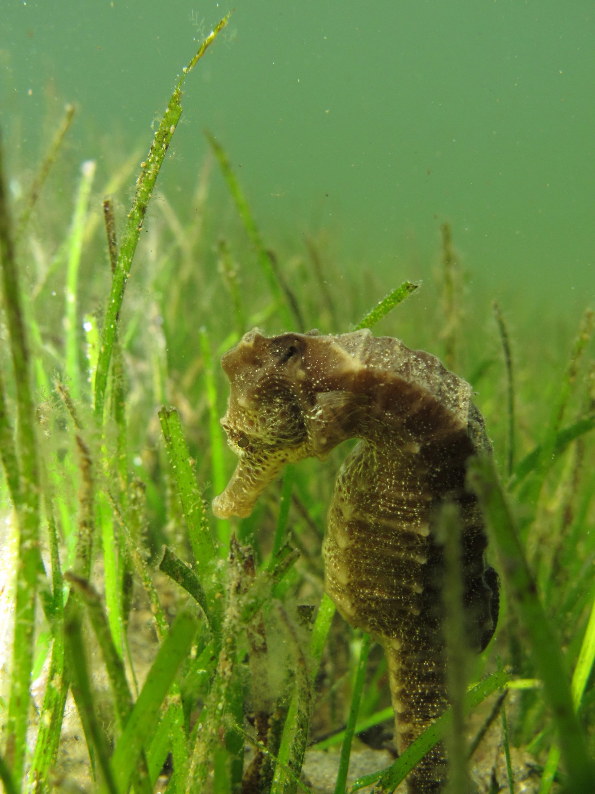 照片由海洋革命莫桑比克”itemprop=