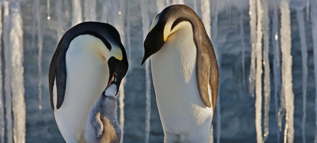 照片:Paul Nicklen