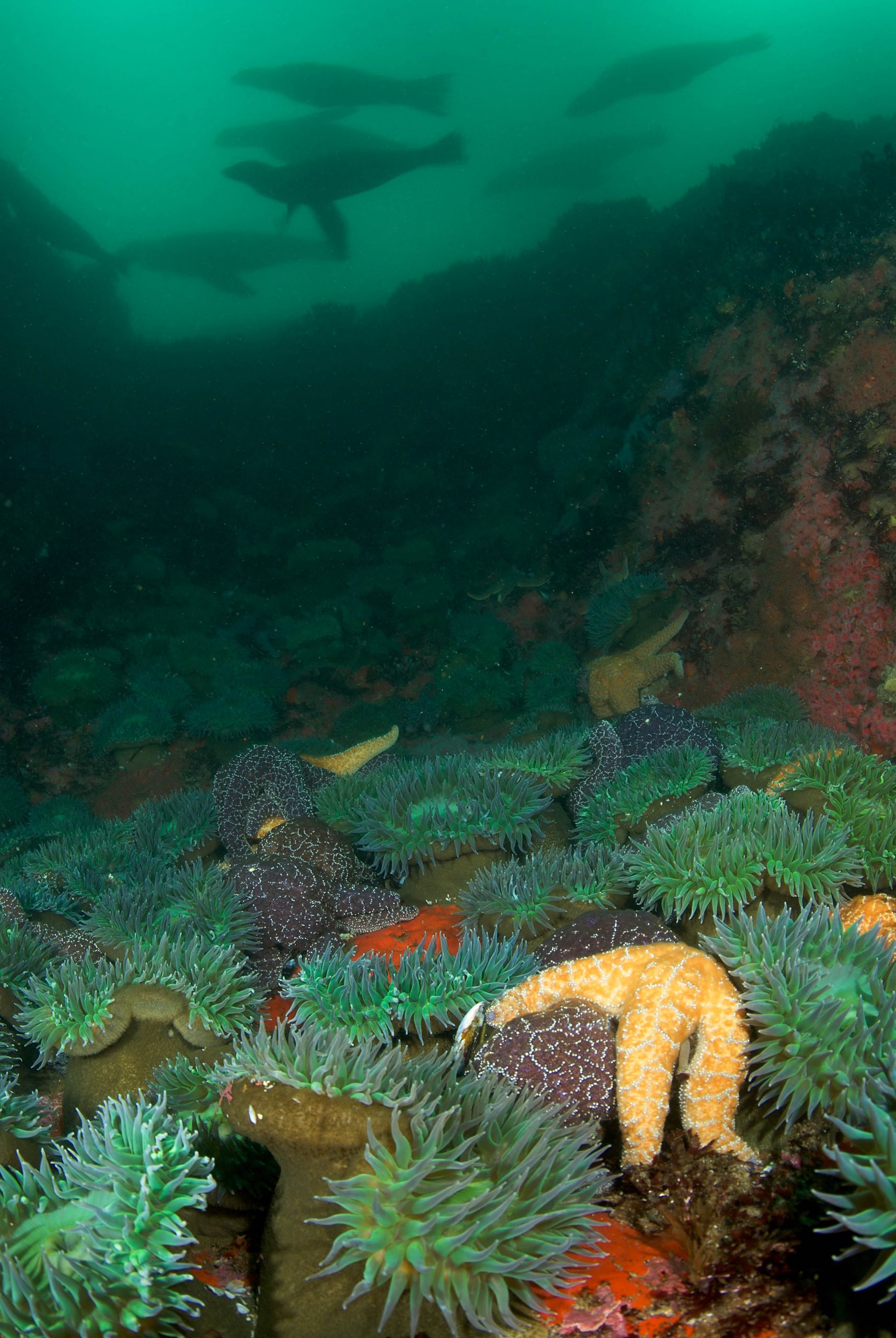 Lobos Rocks_Monterey Scenics_Clinton Bauder的海狮