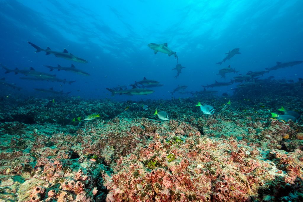 雷竞技官网dota2中国有限公司蓝色公园——加拉帕戈斯群岛