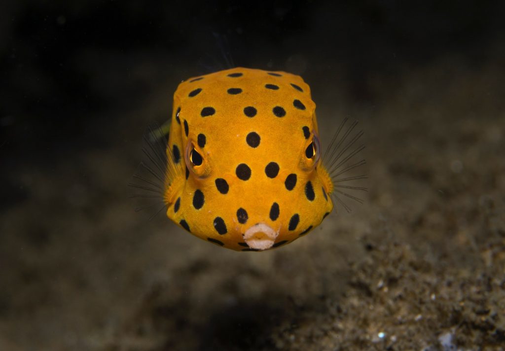 雷竞技官网dota2中国有限公司蓝色的公园——蓝色的火花——Inhambane湾社区保护网络:莫桑比克”itemprop=