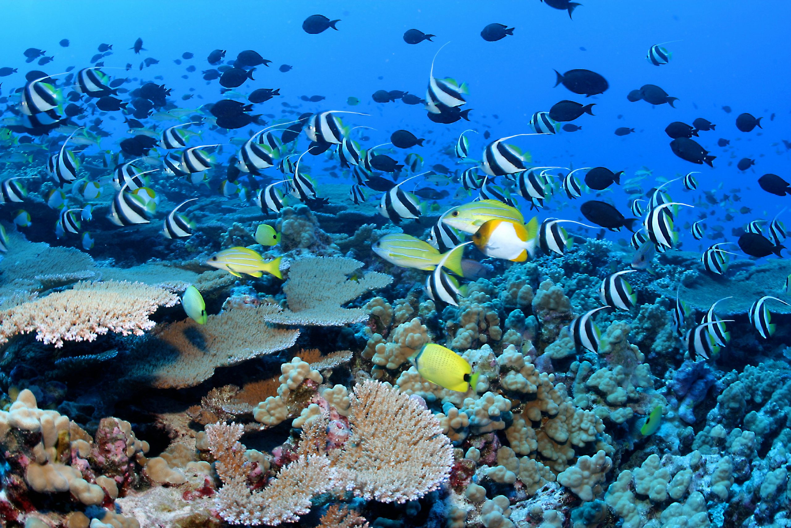 云的珊瑚礁鱼类和珊瑚,法国护卫舰浅滩,NWHI