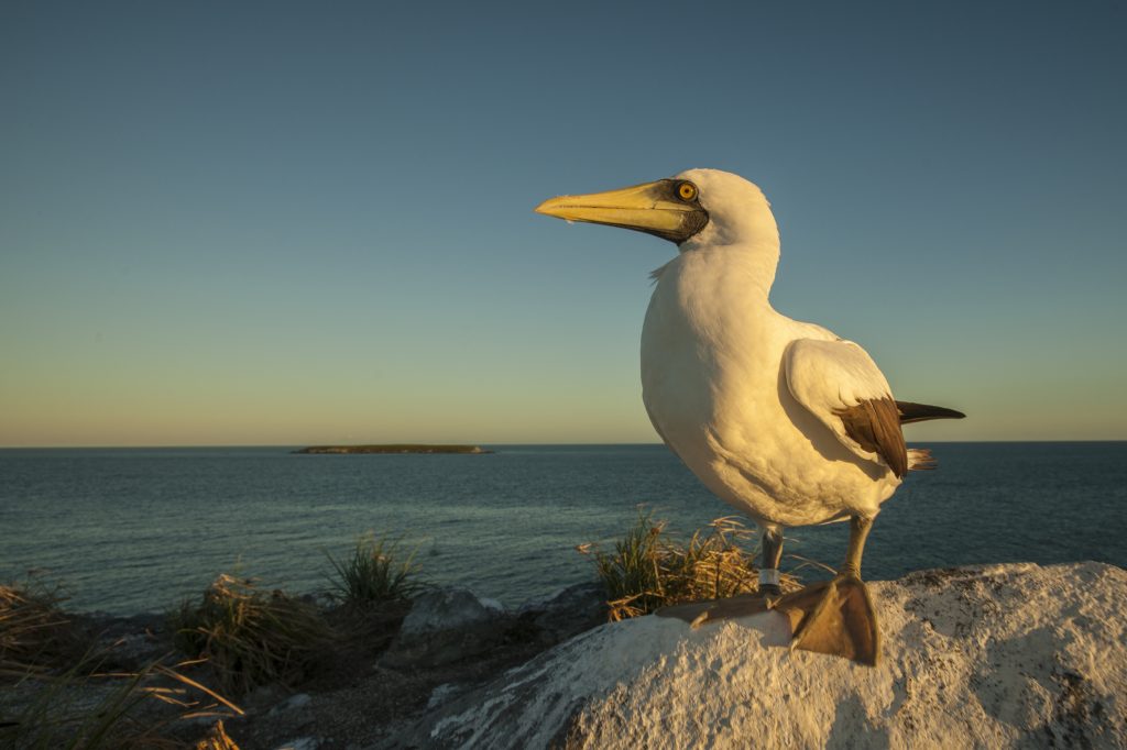 一只蓝脚鲣鸟在巴西Abrolhols海洋保护区的一个岛上休息