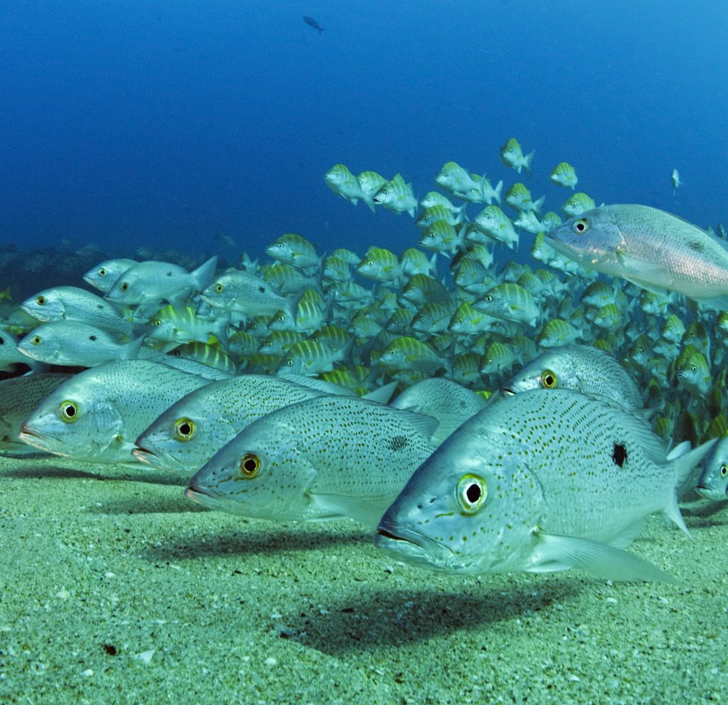 卡波普尔莫国家公园-蓝色火花