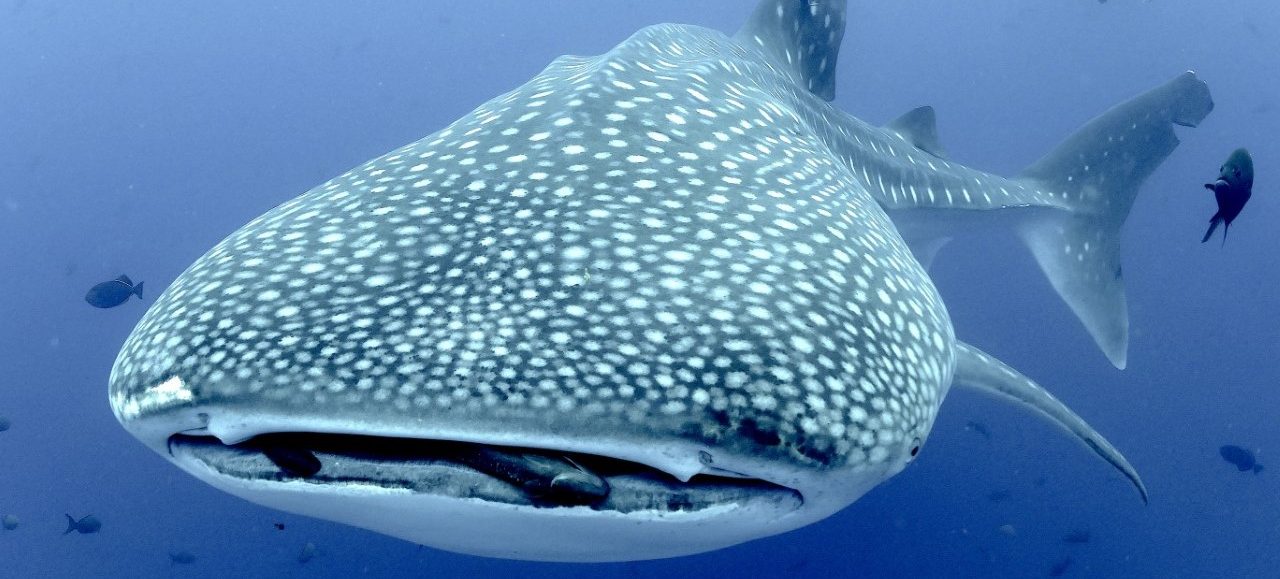 whale-shark-galapagos-Alex_Hearn