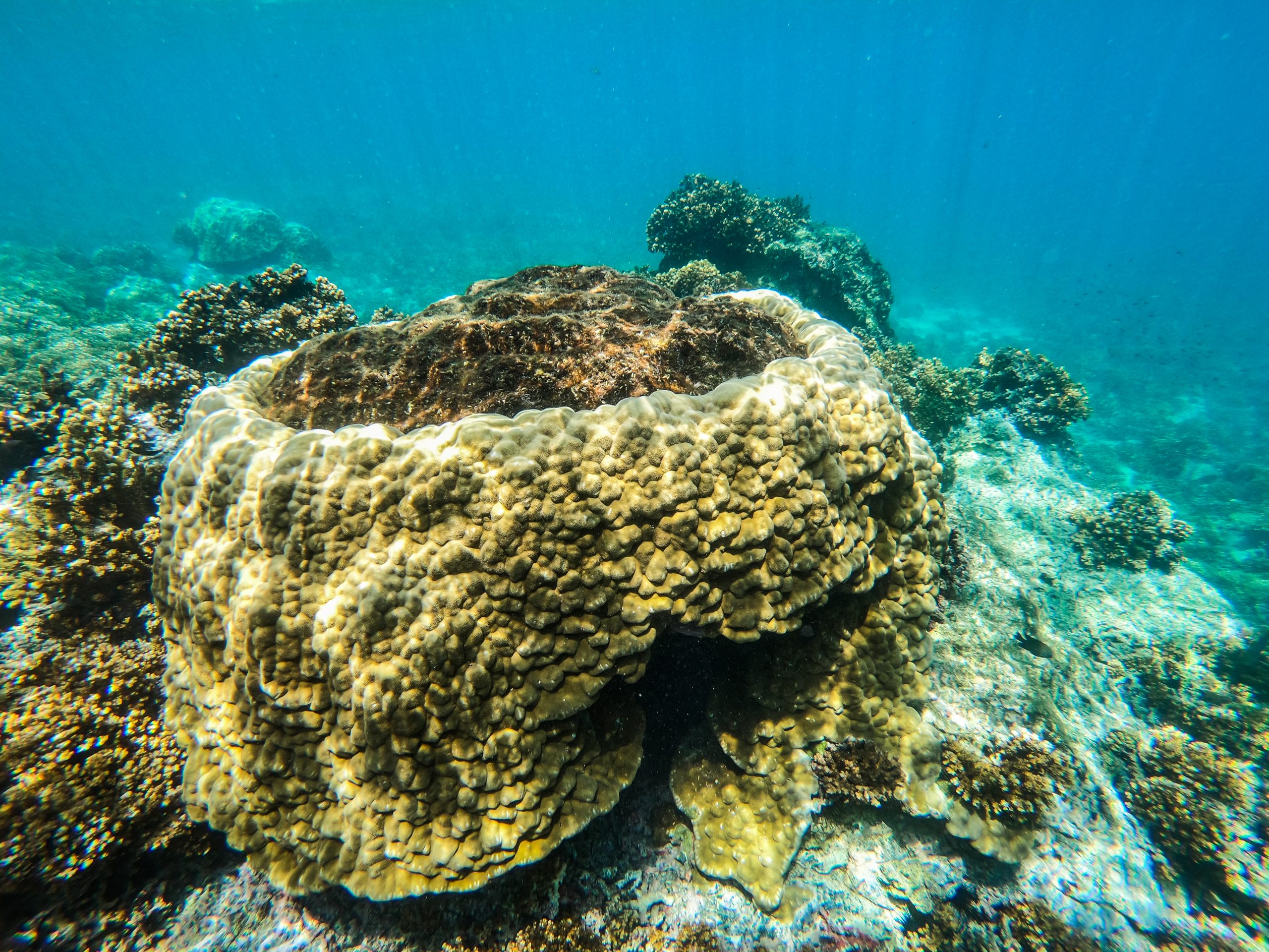 图片来源:巴拿马环境部长