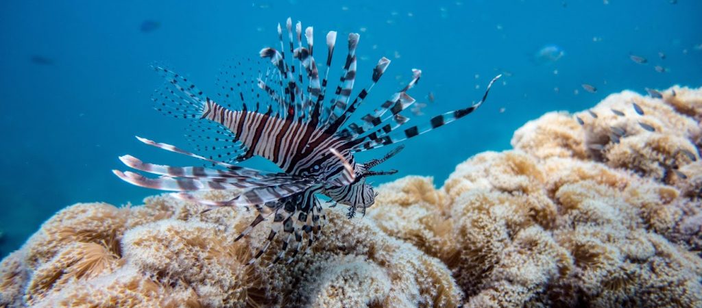 Jan_Bastida_lion-fish