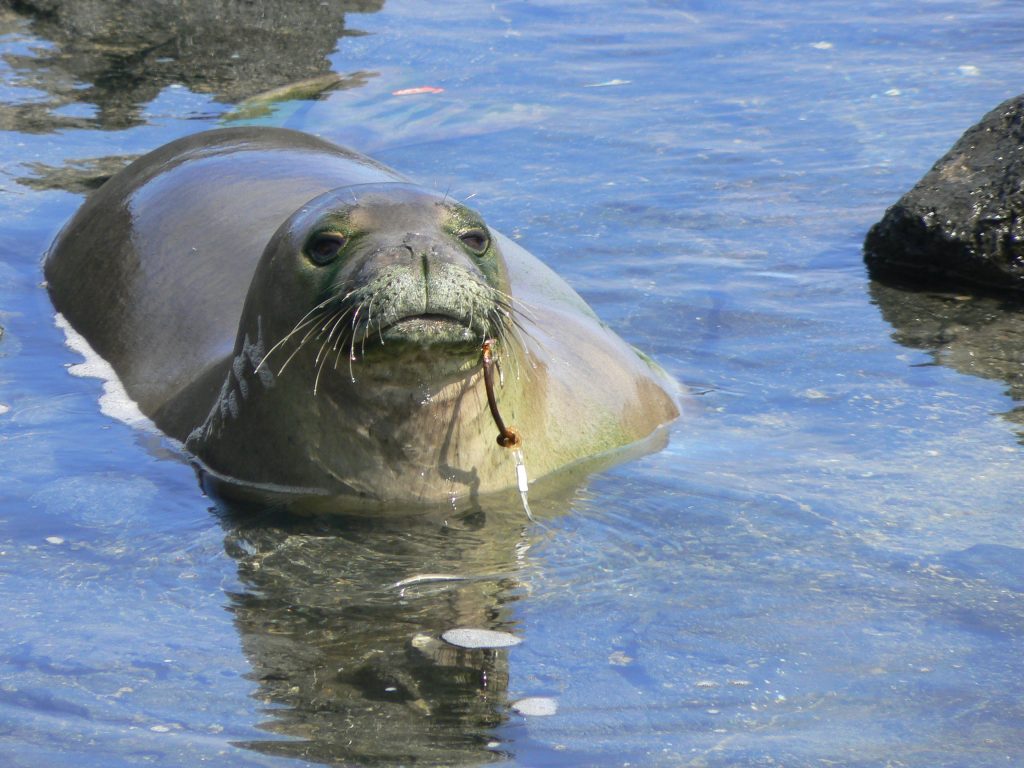 夏威夷僧海豹存到一个生锈的钓鱼钩。来源:美国国家海洋和大气管理局