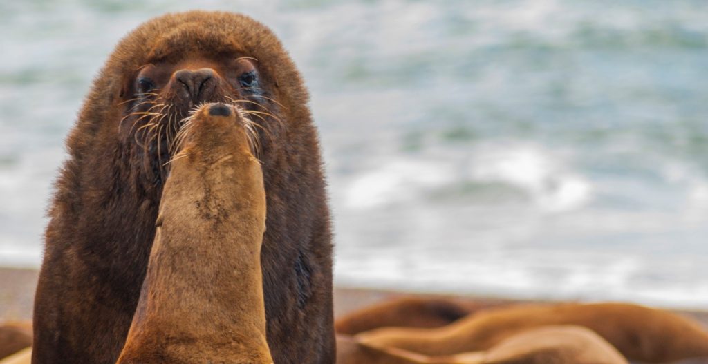 从丹尼尔·福克斯:海狮‘吻’,因为他们吸收温暖的海滩射线
