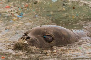 通过海洋废弃物僧海豹幼崽游。信贷:丹尼尔福克斯